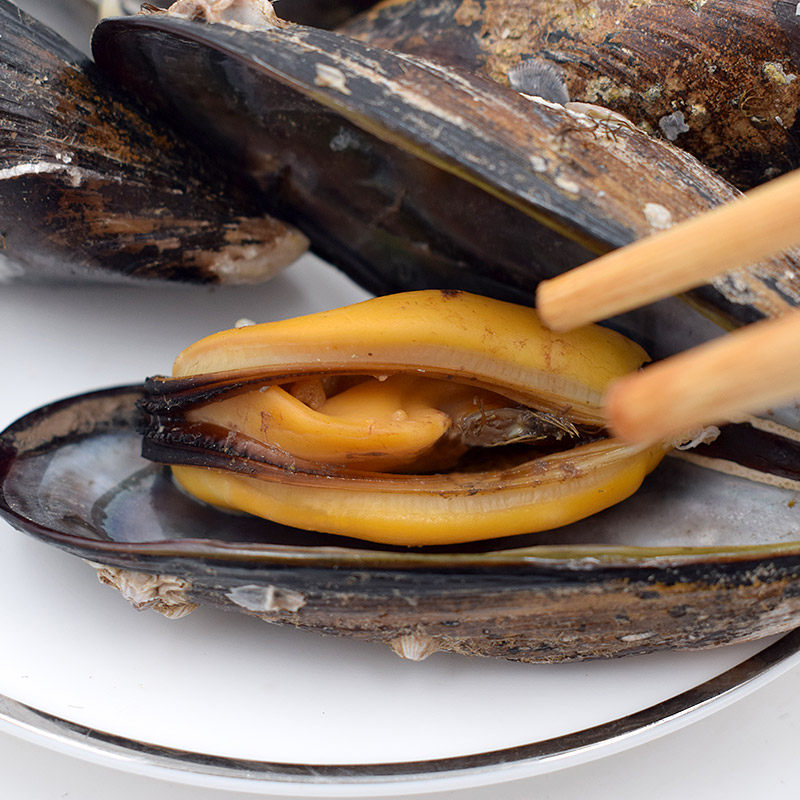 渔山岛大淡菜3斤海虹贝壳贻贝新鲜野生舟山贝类制品