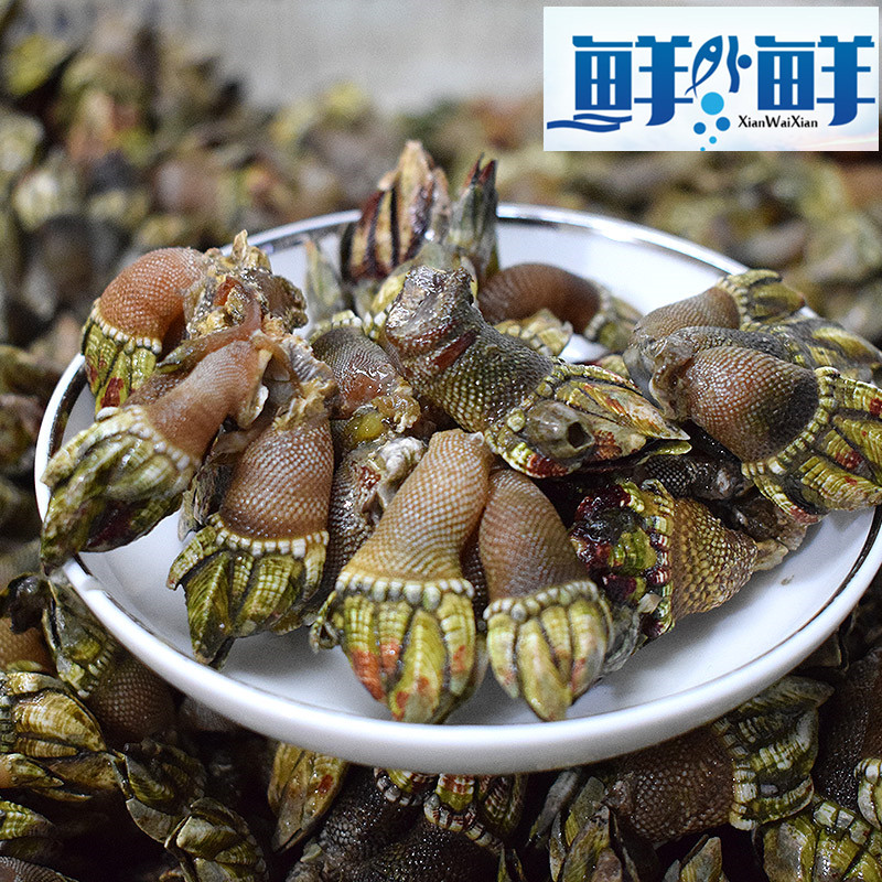 新鲜鲜活小佛手螺 狗爪螺 龟脚螺观音手石浦舟山海鲜水产顺丰包邮