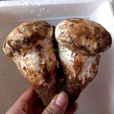 老人头500g野生松苞云南特产蘑菇雪山新鲜松茸 原价338元 现价元包邮