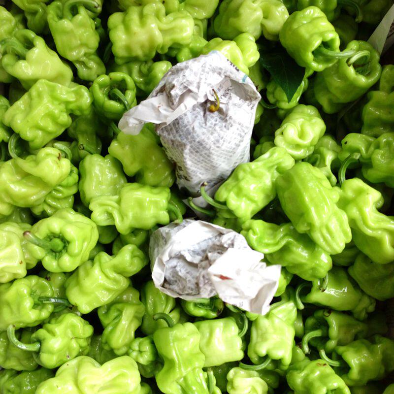 云南特有新鲜皱皮辣椒250g薄脆野生牛肝菌搭配辣椒粉料