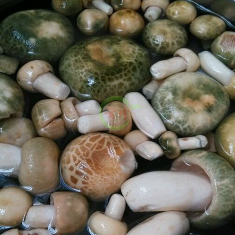 18年新鲜谷熟菌特级菇朵500g 云南野生菌蘑菇铜绿菌重阳菌 鲜枞菌