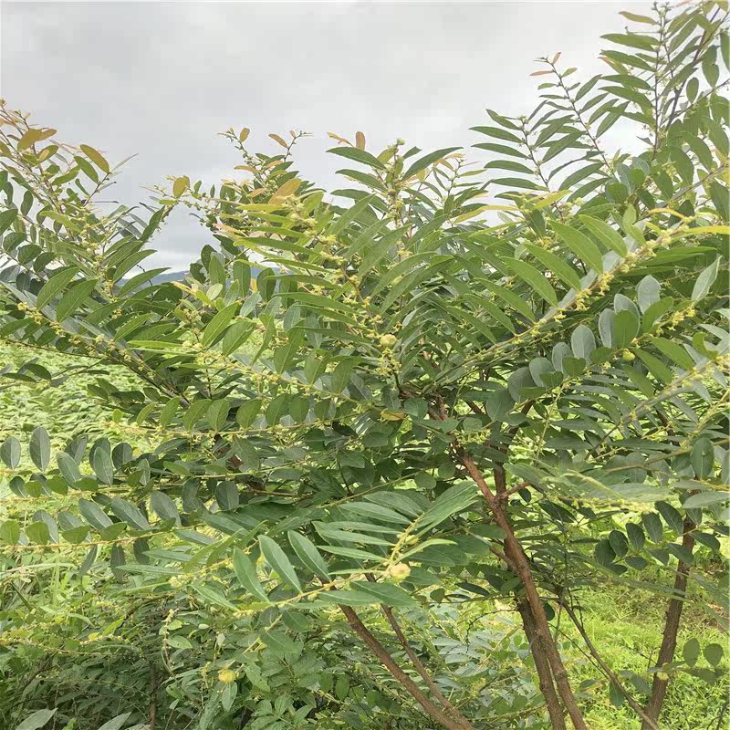 野生新鲜草药材漆大姑 漆大伯 野南瓜 算盘子根叶 洗澡 漆大姑苗