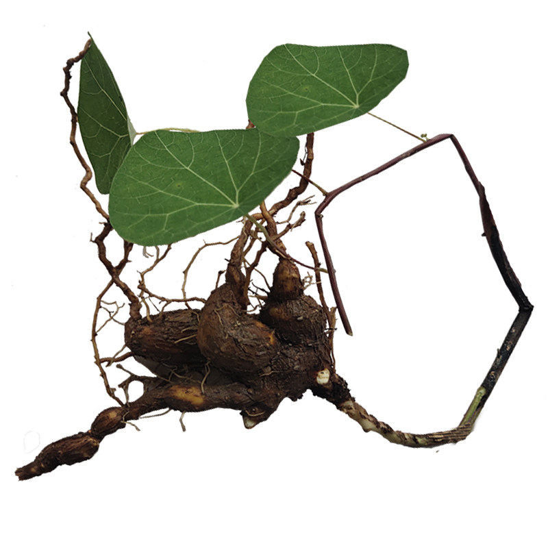 金线乌龟中药材千金藤头花白白药草药种苗根块其他药食同源食品