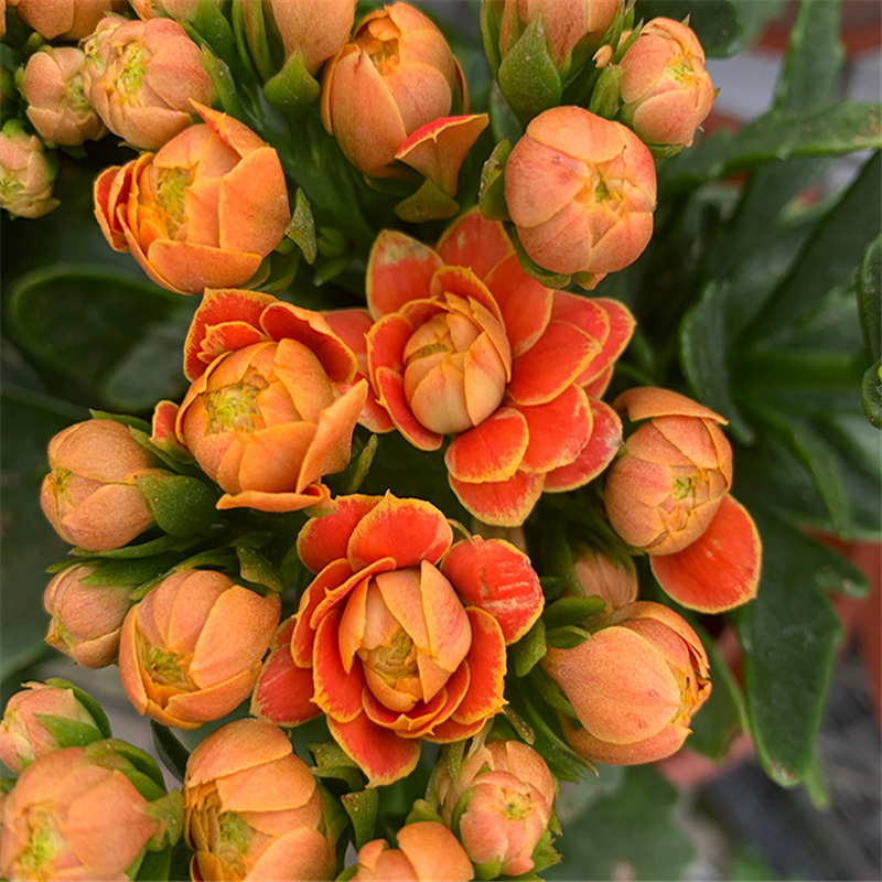 花卉大全四季开花长寿金狐狸重瓣大花新品金孤狸时令草本花卉