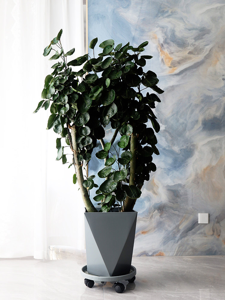 招财植物金钱兜福禄桐圆叶钱多多室内大型绿植大型绿植