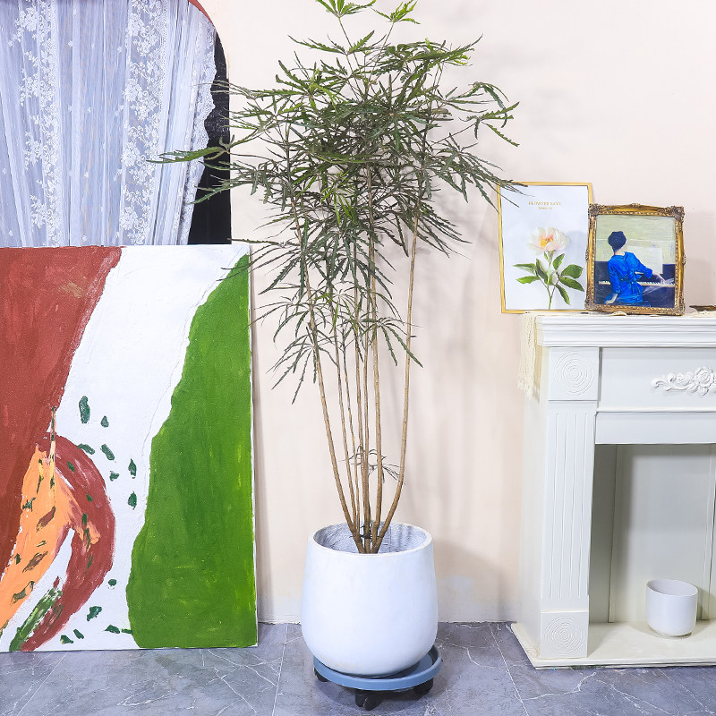 造型孔雀木落地植物室内侘寂风极简风风格网红大型绿植