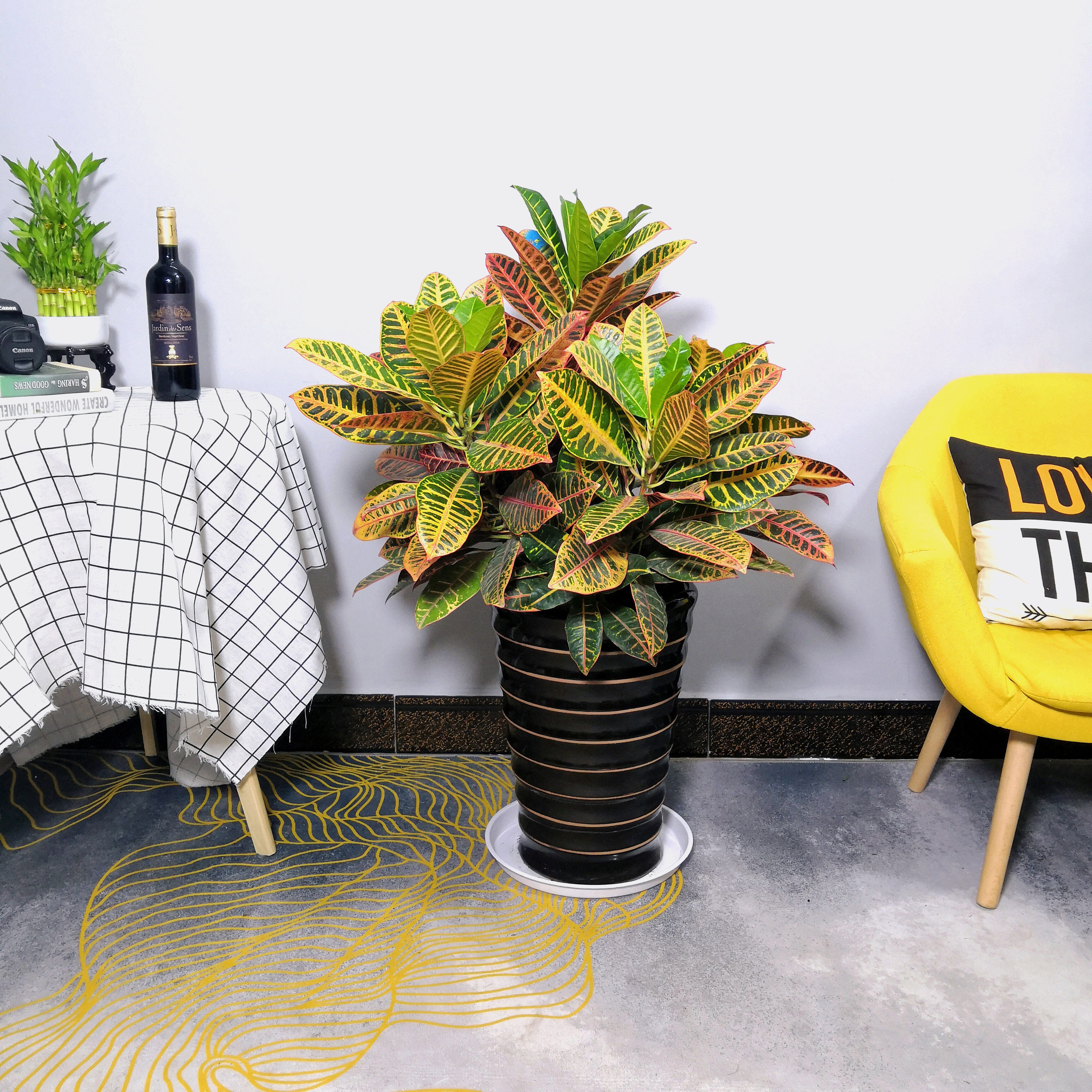 变叶盆栽彩叶盆景办公室阳台绿植植树室内外造景大型绿植