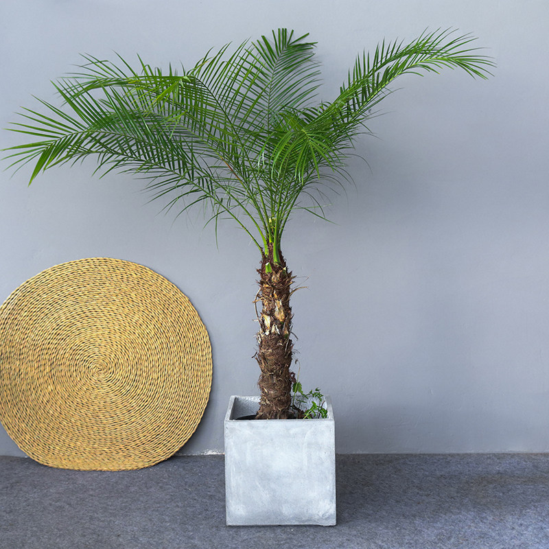 针葵盆栽尖叶植物室内外办公室阳台走廊欧式风格大型绿植