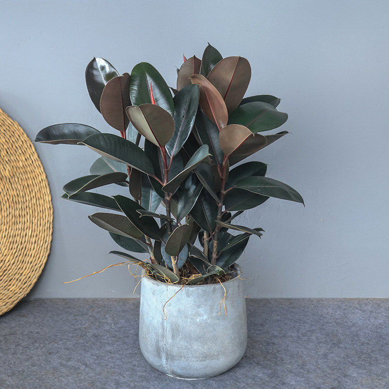 橡皮黑金刚盆栽客厅大型北欧欧风室内四季常青大型绿植