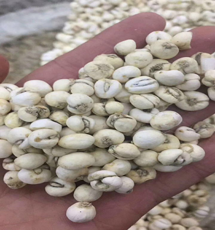250g川贝正品特级野生贝母松贝中药材尖贝包邮川贝