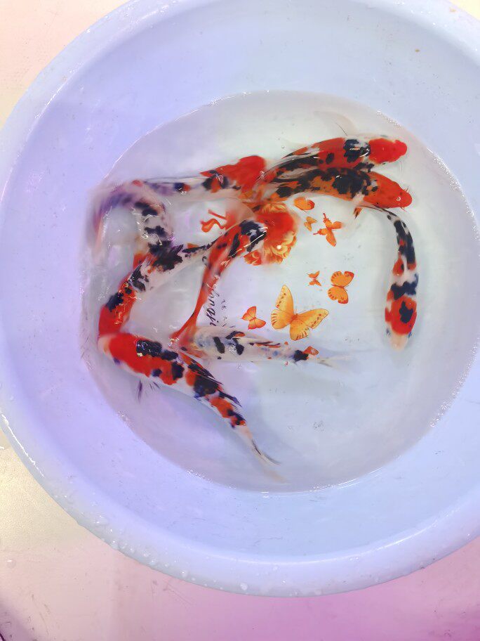 纯种大正三色龙凤锦鲤活体鱼苗热带冷水小型鱼