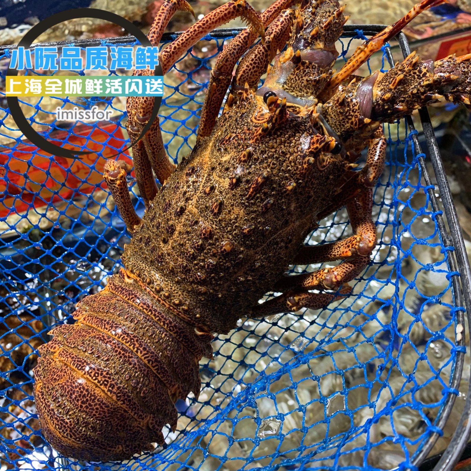 龙虾上海闪送鲜活智利利澳龙鲜活体奥龙进口活虾