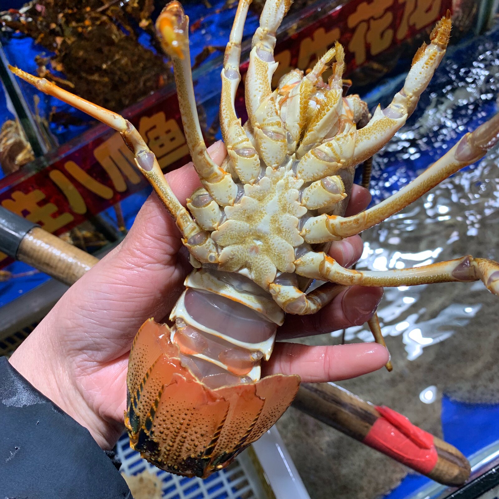 南非龙虾上海45两500g小澳龙南非闪送龙仔鲜活活虾