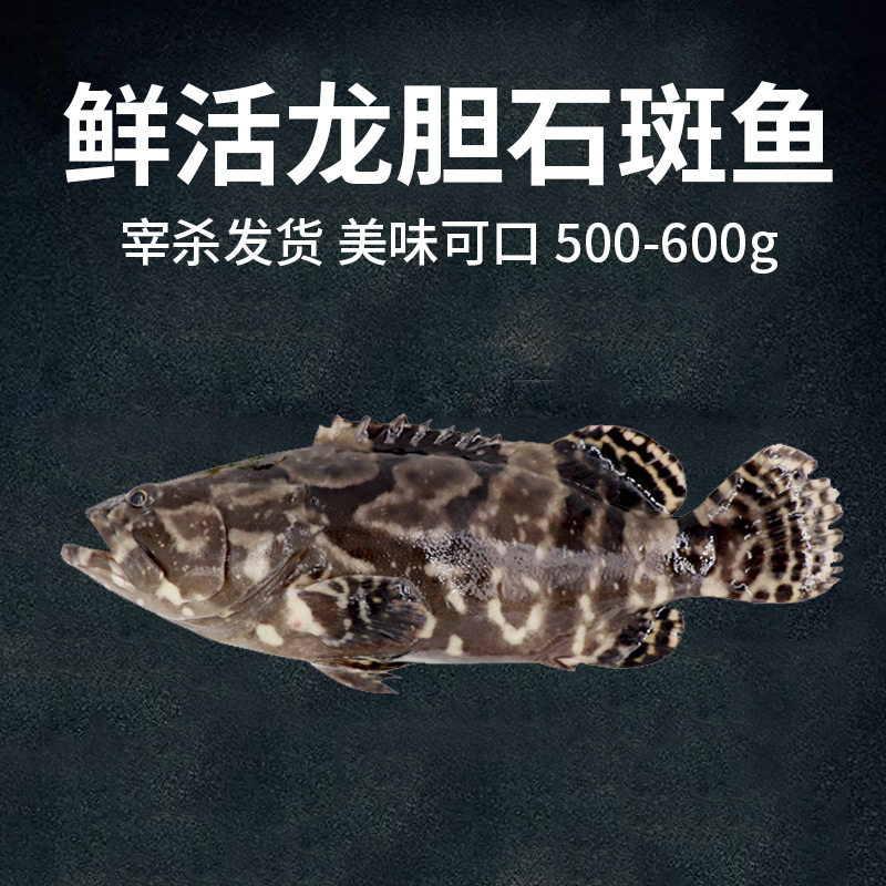 鲜活上海老虎斑龙龙胆石斑鱼龙趸海鲜海鱼水产斑鱼