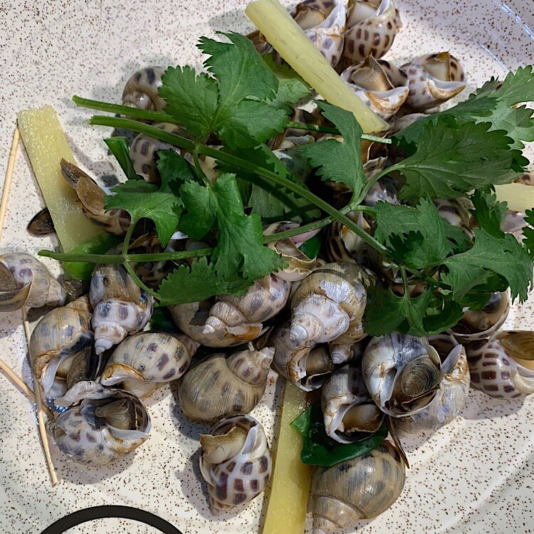 海花鲜活海鲜水产深海捕捞超大海螺贝类青岛贝类制品