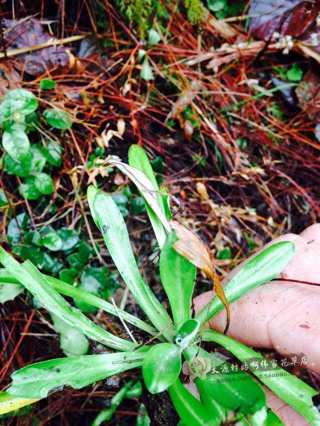 天青地白天青地白草野生天青地白翻白草上青下白小火草鼠曲草