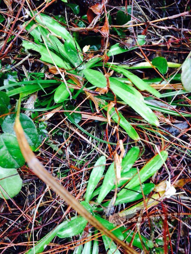 天青地白天青地白草野生天青地白翻白草上青下白小火草鼠曲草