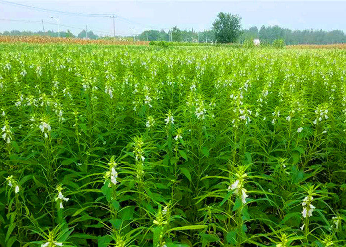 泰国进口水妈妈西小白西米500g木薯粉甜品椰浆汁西米露奶茶店原料