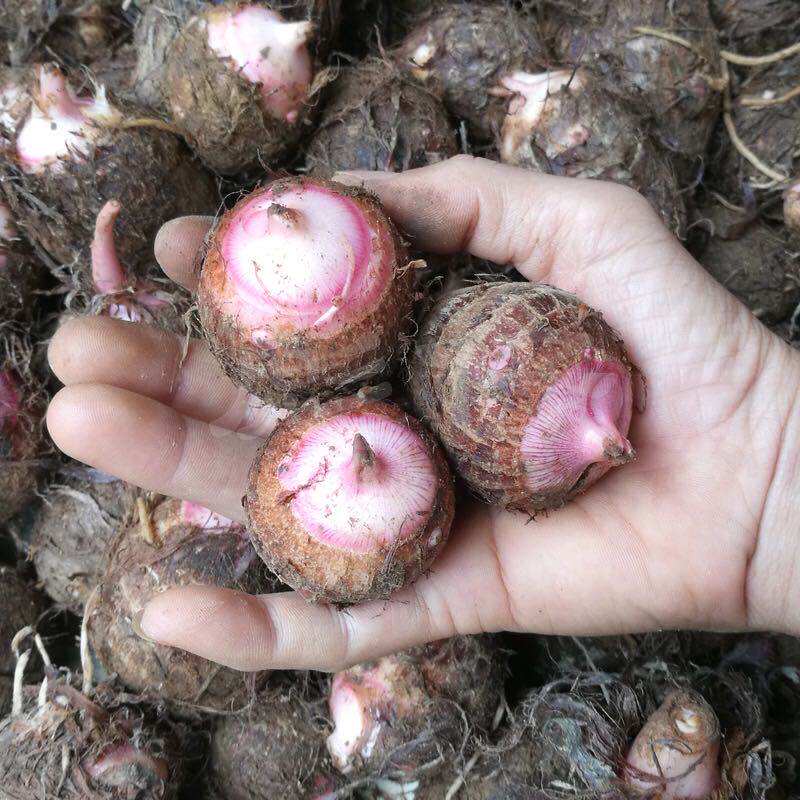 顺丰四川现挖红芽芋儿小芋头红嘴芋仔芋粉糯香芋应季农产品包邮