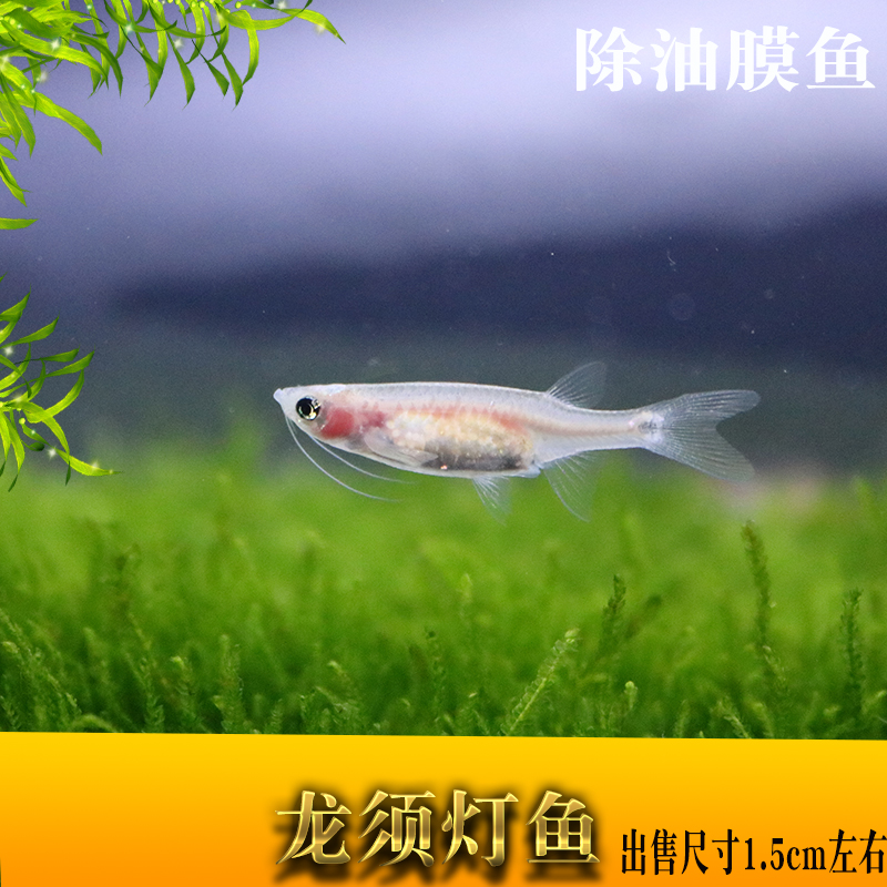 龙须灯鱼 观赏鱼 南美灯鱼 热带鱼 除油膜工具鱼 龙须凤眼灯 - 女性