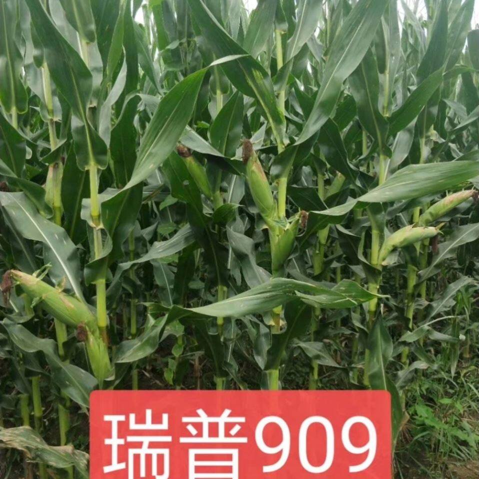 玉米国审正品瑞普高产种子大棒抗倒紫杆早熟家庭园艺种子