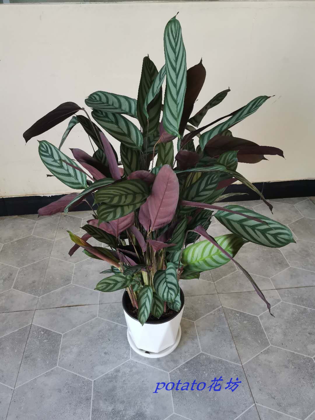 斗南土豆花坊飞羽竹芋绿植盆栽室内客厅卧室绿植