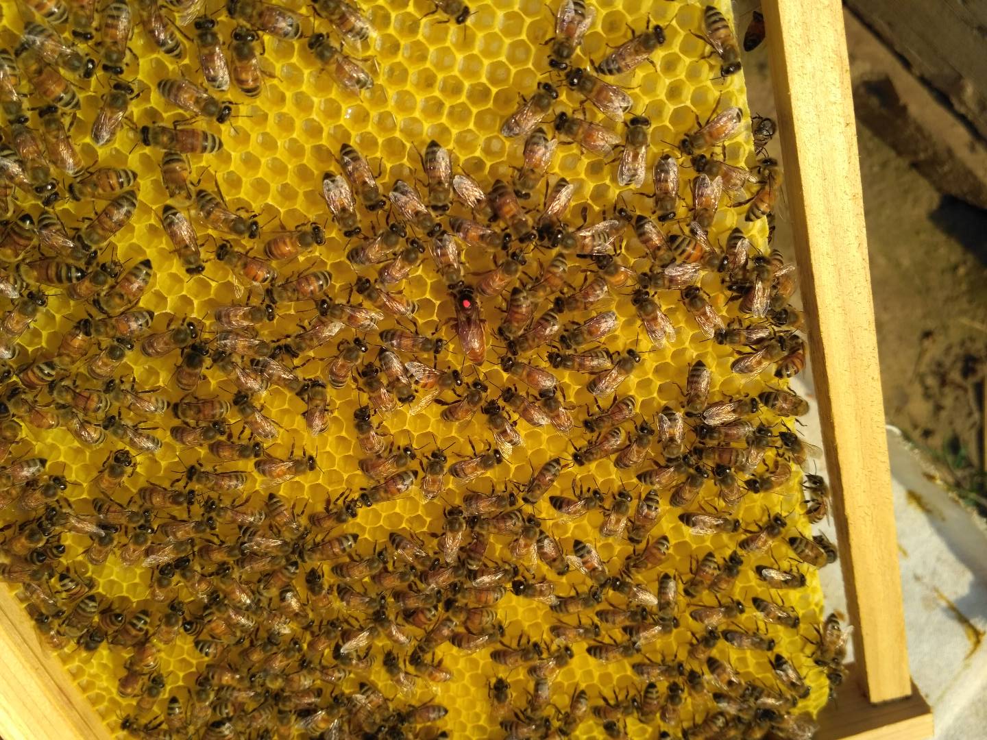 高产蜜浆型王种蜂王意蜂产卵王意蜂蜂王意蜂生产王现货包邮