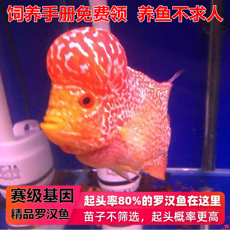 泰国罗汉罗汉鱼鱼苗精品金花泰金古典火凤凰起头鱼