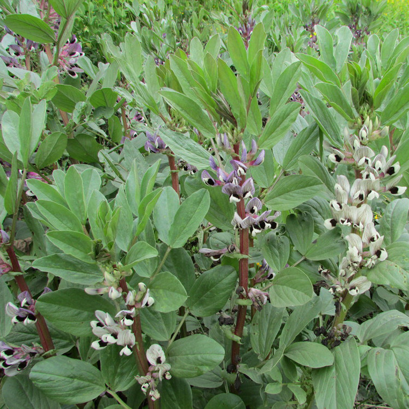 四川生胡豆去皮蚕豆 做豆瓣酱干胡豆兰花豆 新鲜干豆瓣1500g包邮