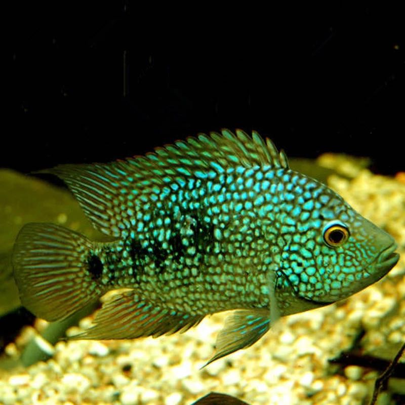 豹鱼德州绿巨人鱼德萨斯慈鲷鱼凶猛鱼观赏热带鱼鱼