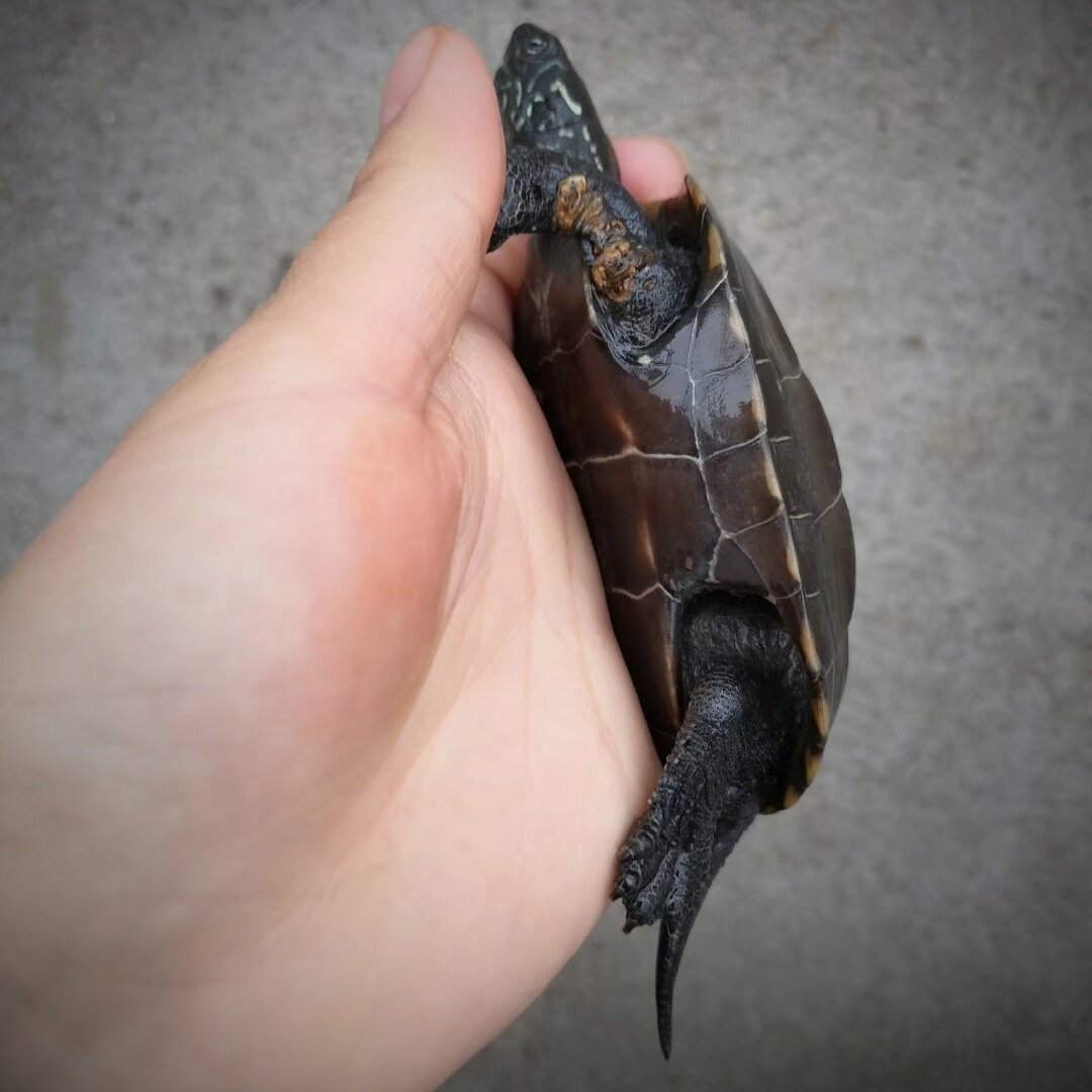 腹墨1只包邮外塘墨龟活体乌龟中华龟苗檀香龟