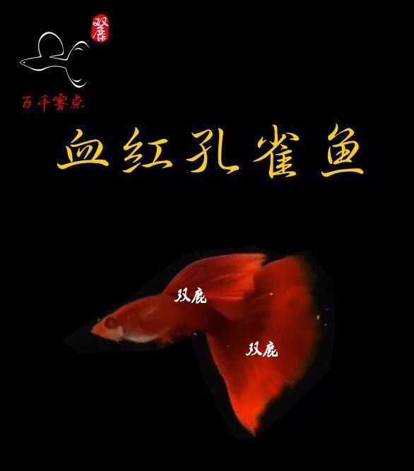 孔雀鱼活体小型热带鱼超大背全红白子血红孔雀鱼