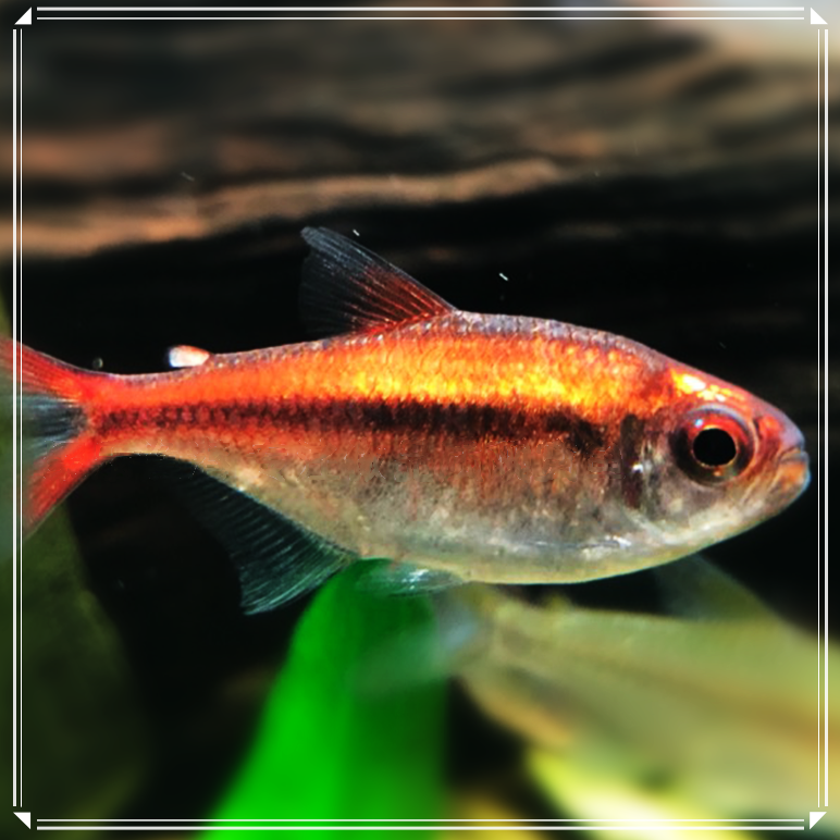 可卡黄金灯鱼红月红唇霓虹帝王活体草缸热带鱼鱼