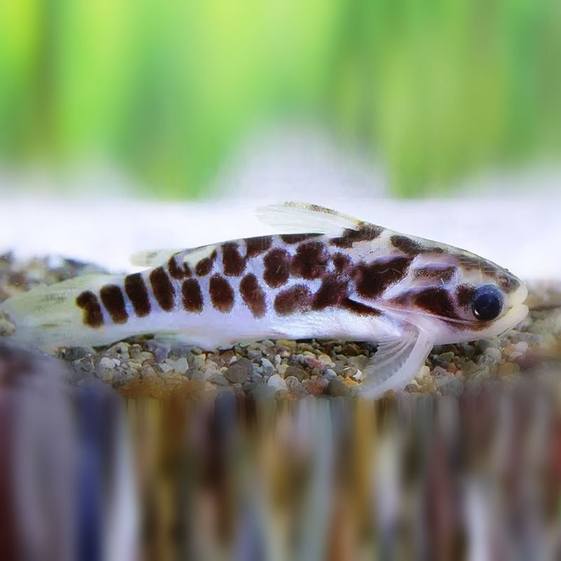 包邮小豹鲸热带鱼观赏鱼栖息南美哥伦比亚小型棘杆鮠属鱼