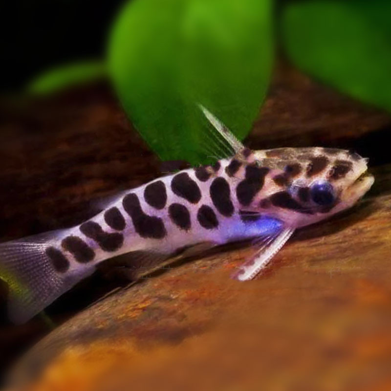 包邮小豹鲸热带鱼观赏鱼栖息南美哥伦比亚小型棘杆鮠属鱼