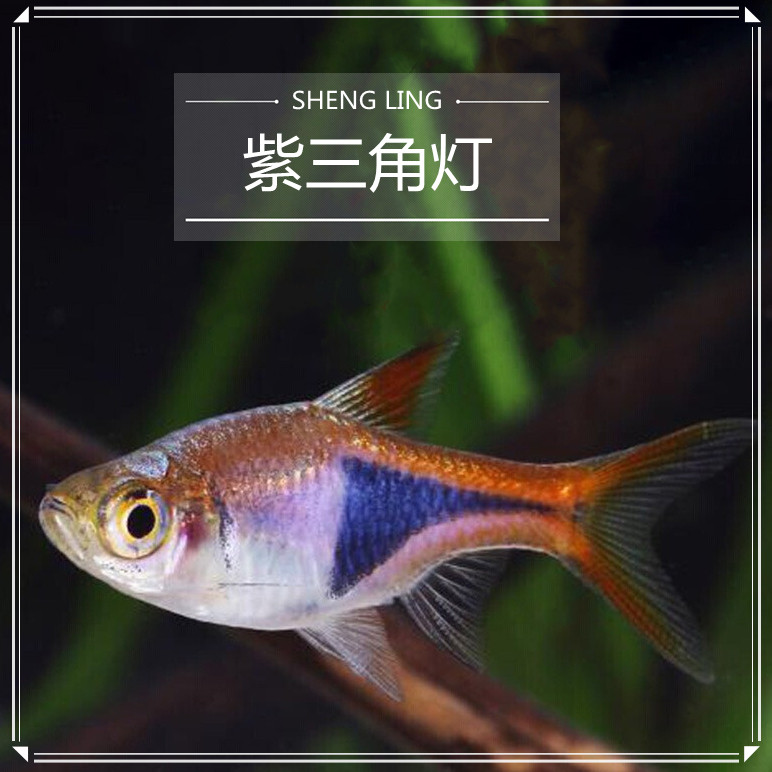 三角金三角热带鱼灯正灯鱼淡水淡水鱼鱼草中小型鱼群鱼