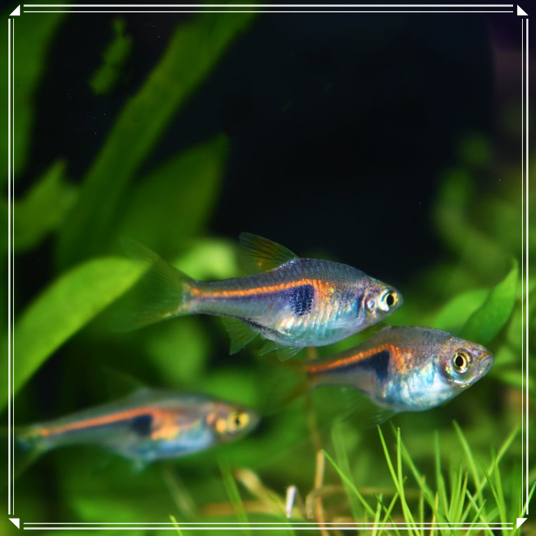 三角金三角热带鱼灯正灯鱼淡水淡水鱼鱼草中小型鱼群鱼