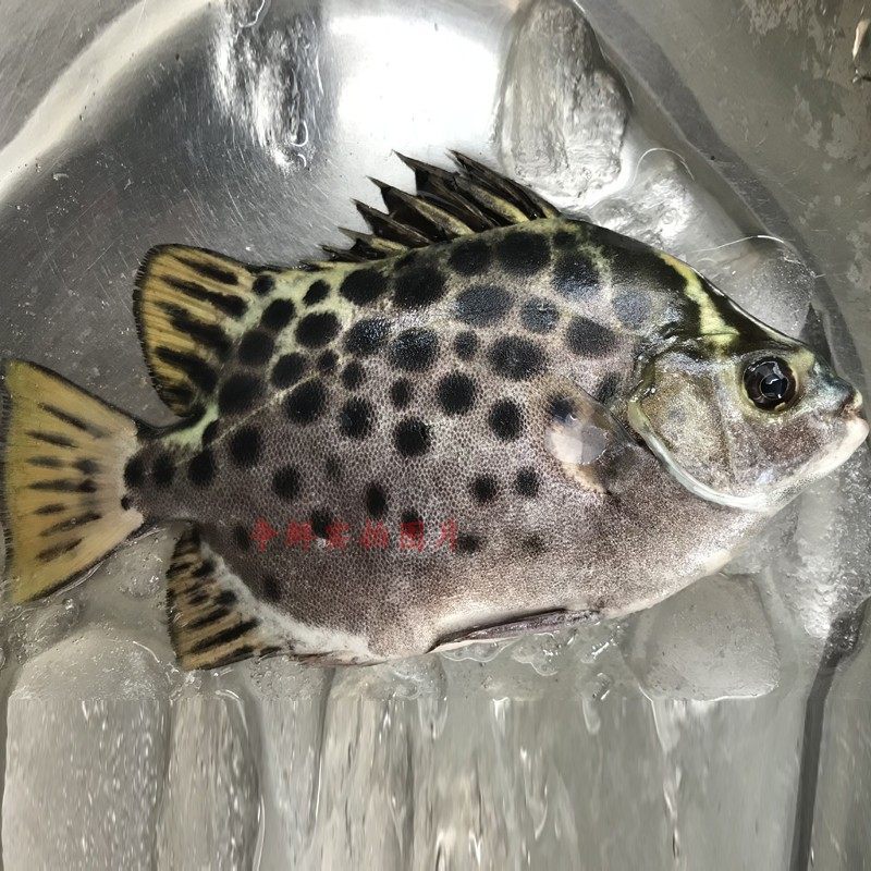 野生海鱼争鲜海鲜金鼓金钱新鲜500g海钓金古鱼其它