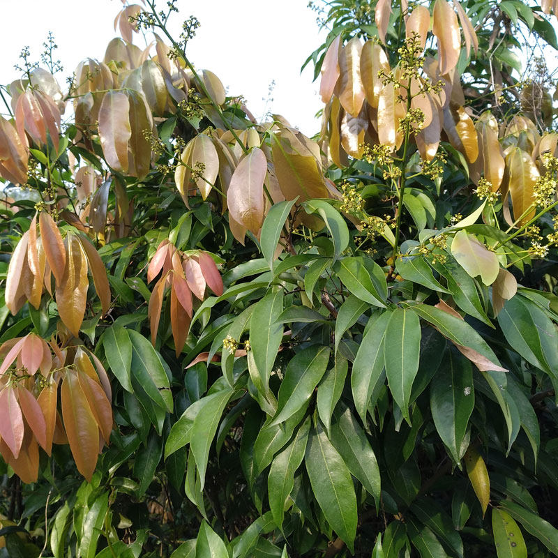 新鲜采摘荔枝树叶外用五斤起包荔枝