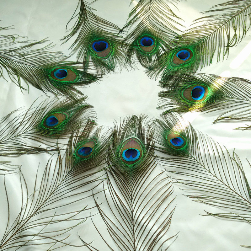 孔雀羽毛纯天然孔雀真羽毛翎尾印度进口大眼睛90-120厘米一捆10只