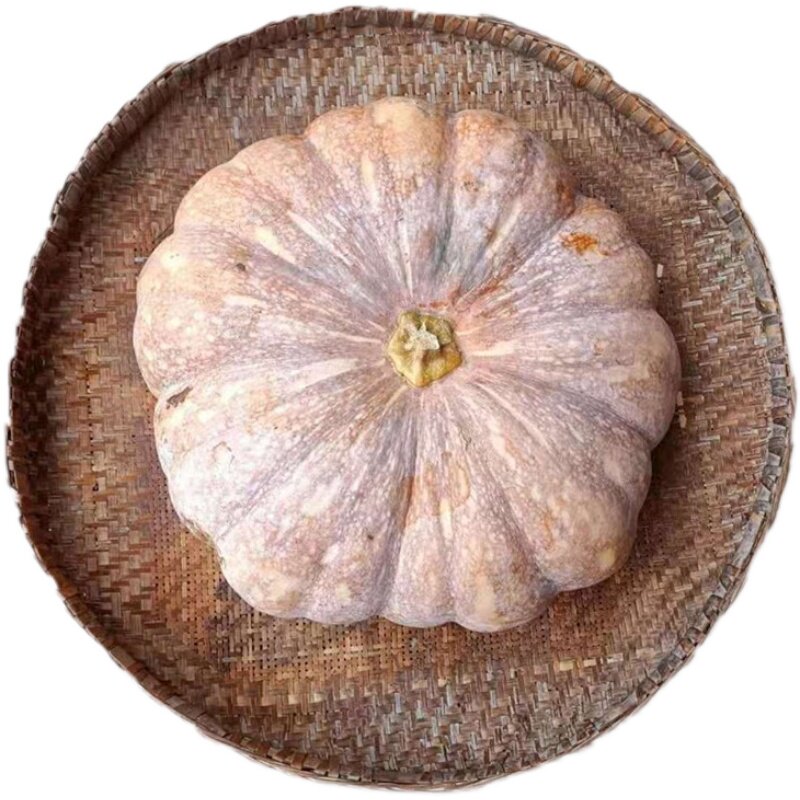 南瓜重庆磨盘品种黄南瓜农村自种粉糯甜扁宝宝南瓜