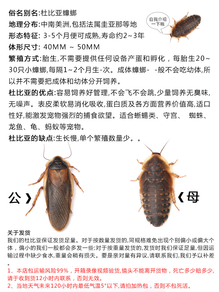 新鲜杜比亚蟑螂活体幼体亚成各种规格鬃狮守宫龙鱼鹦鹉鱼活饲料