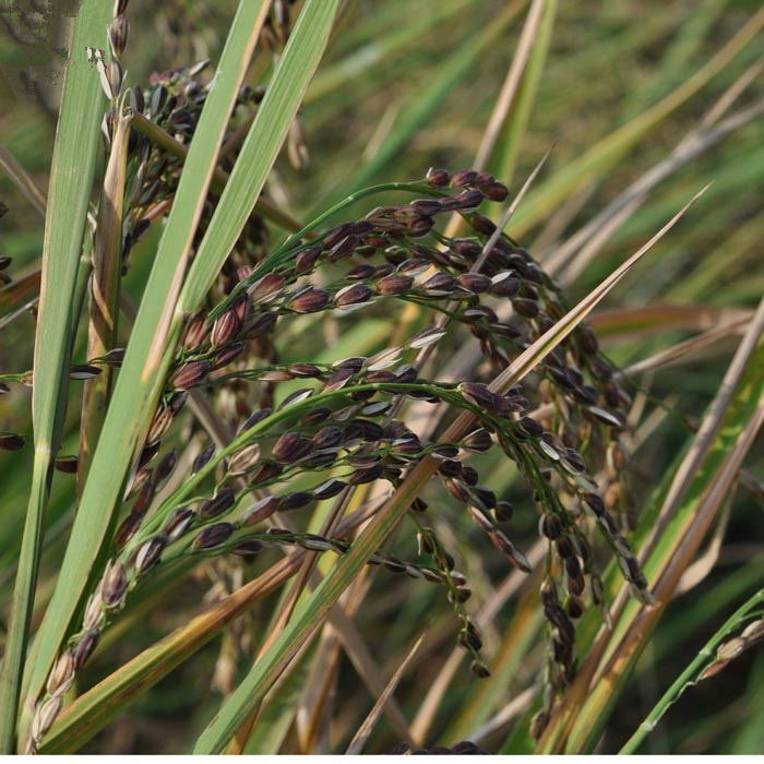 贵州惠水黑糯米500g纯黑糯米紫糯米血糯米 2018年新米非黑米紫米