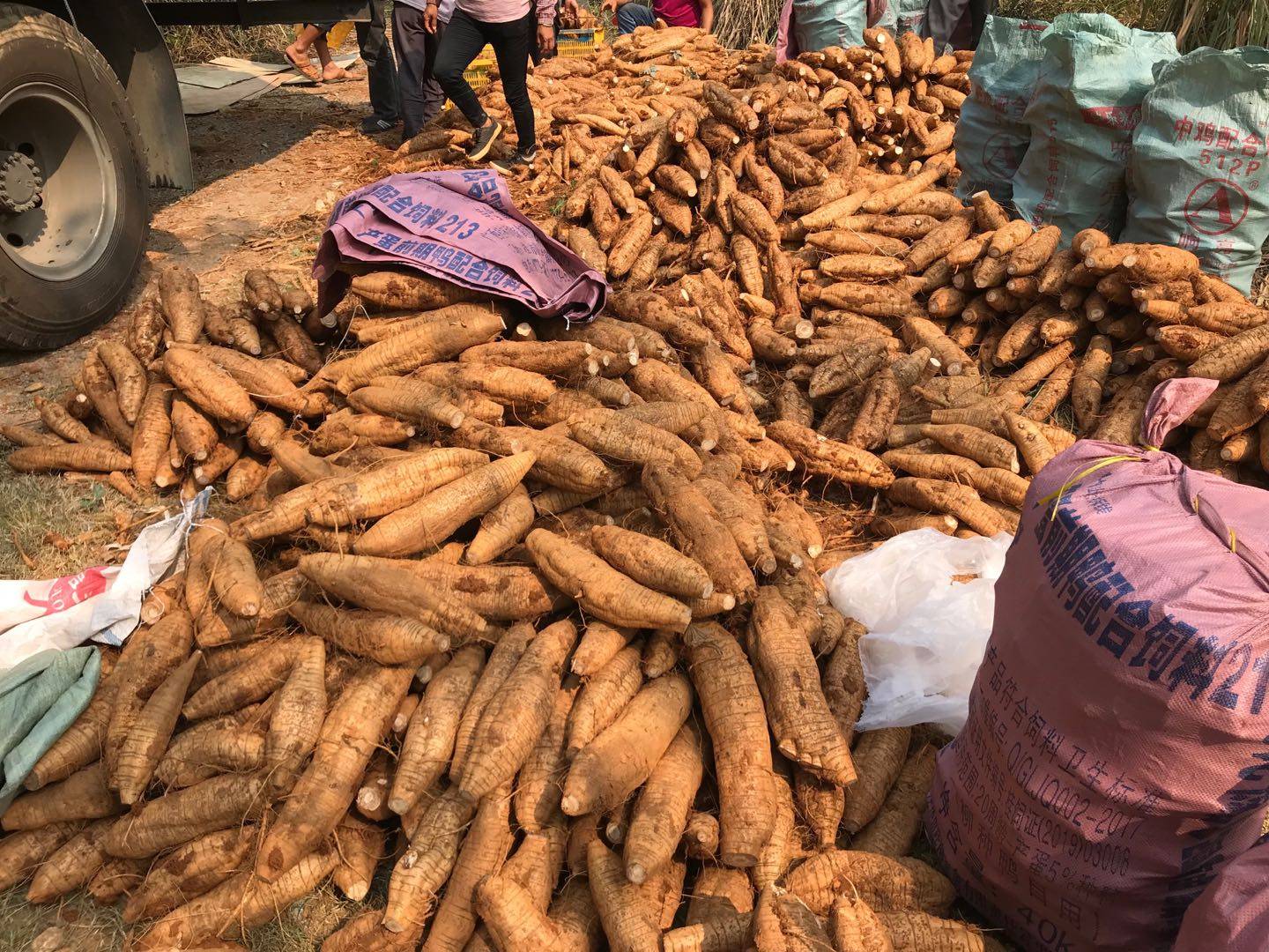 新鲜广西煲汤10斤野生正宗粉葛无渣粉糯现挖其它