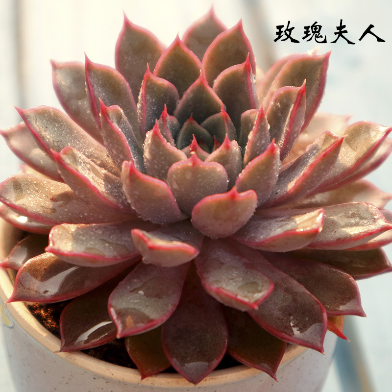 多肉玫瑰夫人植物绿植花卉室内盆栽盆景大棚多肉植物