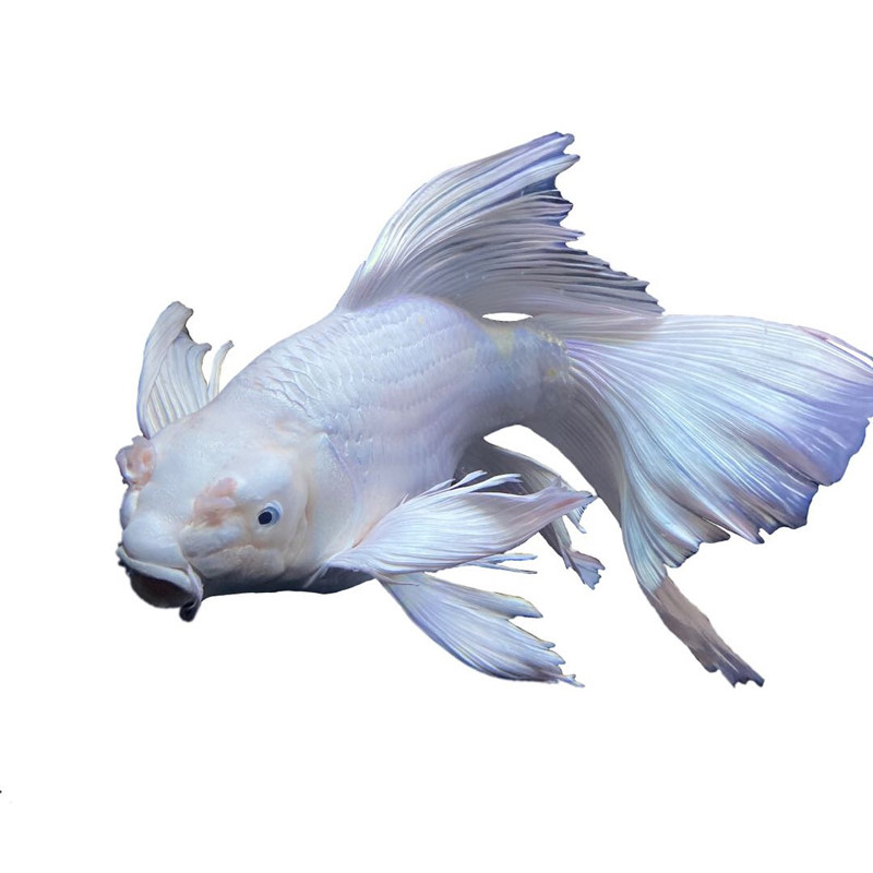 台湾蝴蝶长尾贵妃球形锦鲤龙凤鱼苗金鱼冷水鱼