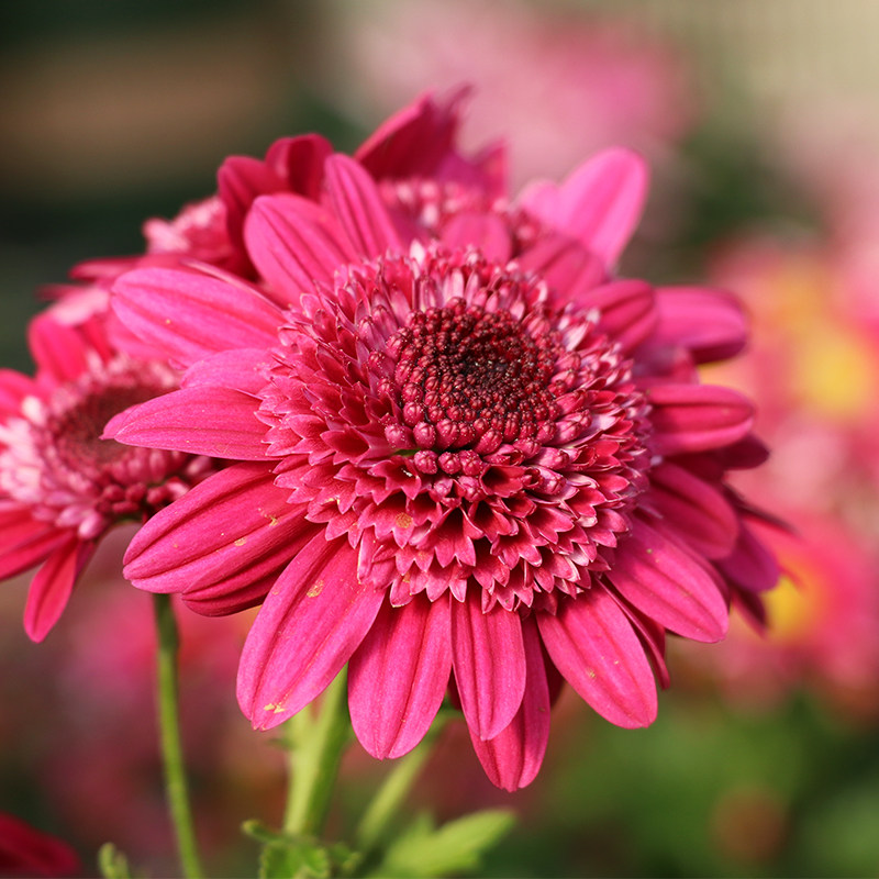 东篱园艺新品 菊花进口5号秋菊包对版多年生盆栽地栽花卉