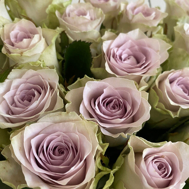 清新系列插花海洋之谜玫瑰鲜切藕荷花朵家居鲜花速递同城