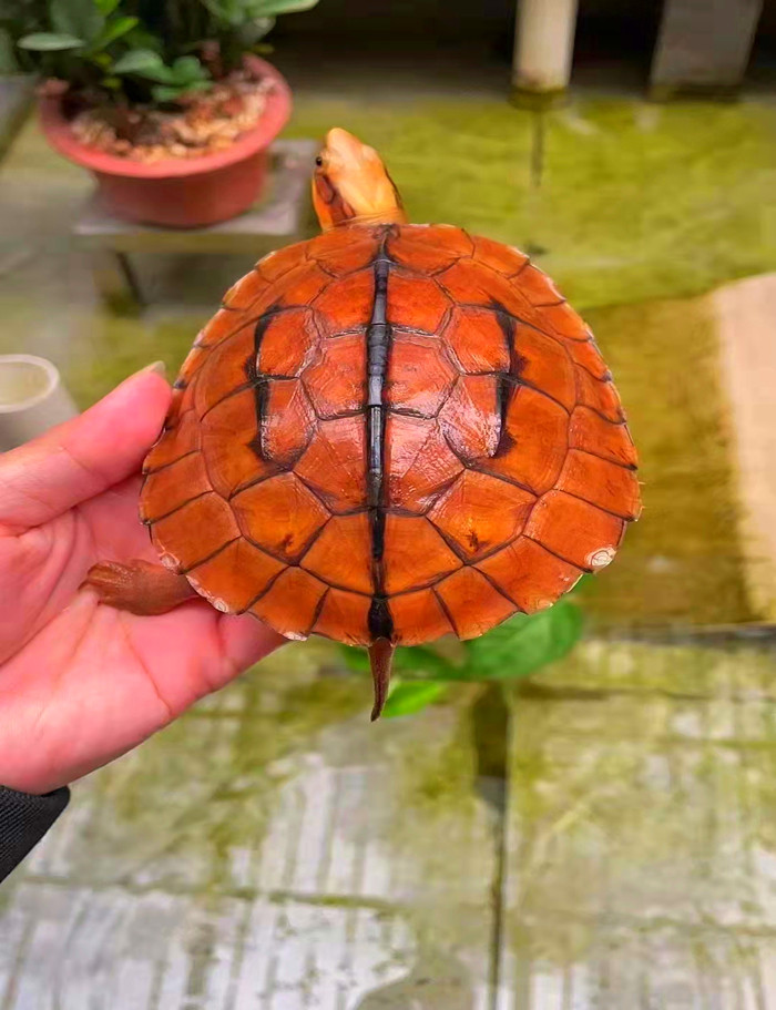 海南西线大黄头小金龟越南大米龟苗幼苗观赏龟