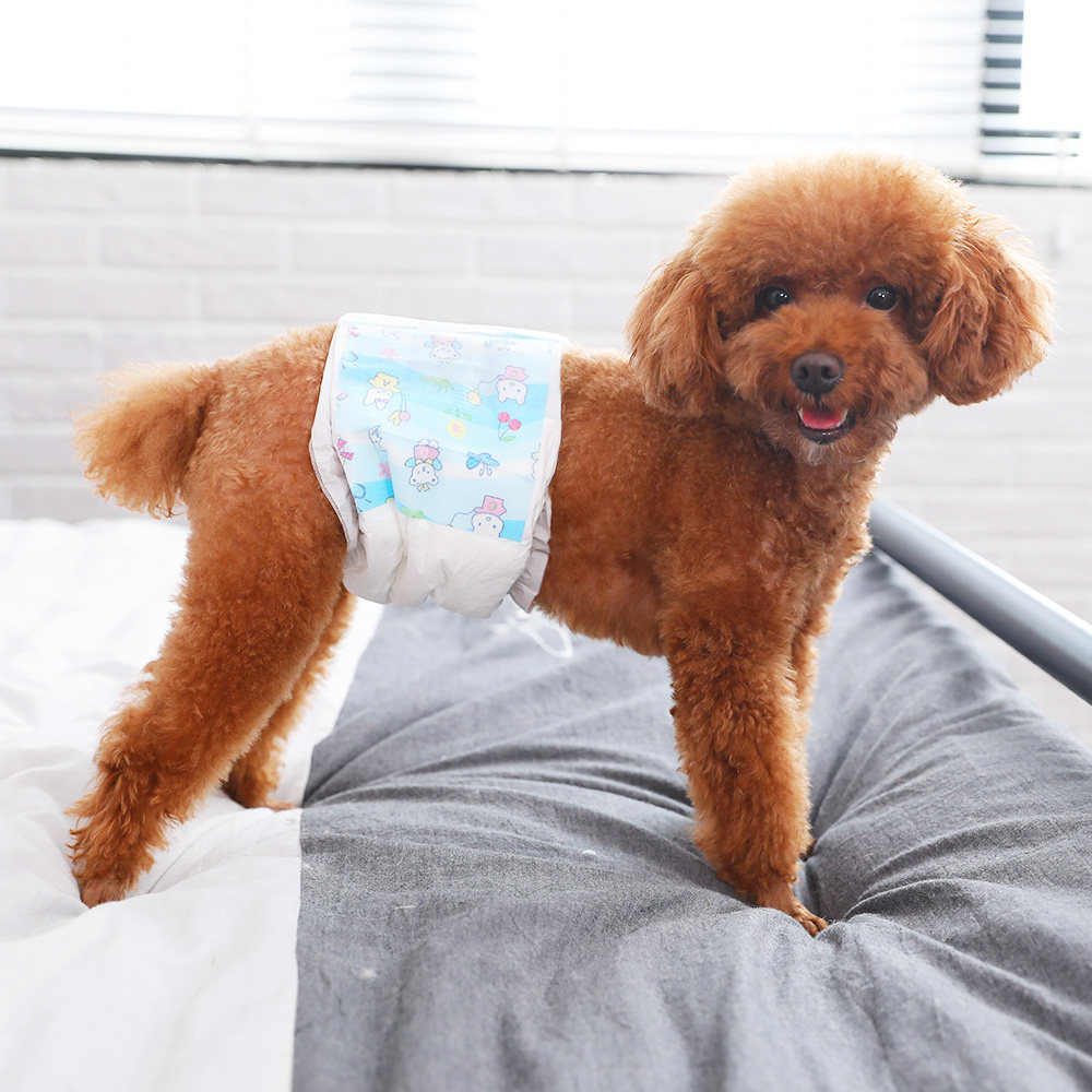 小狗狗狗生理裤公狗防乱尿泰迪宠物礼貌卫生裤生理裤